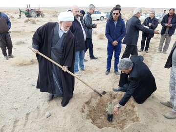 نهالکاری در بیارجمند