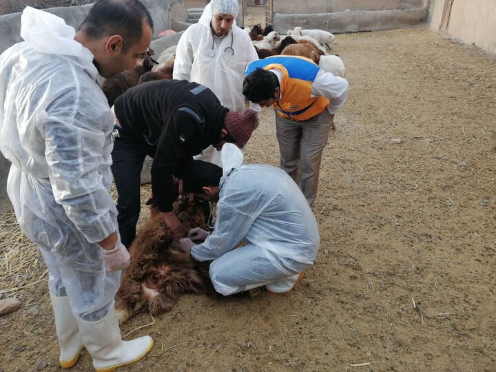 اعزام ۲ گروه جهادی دامپزشکی البرز به ایلام و سیستان بلوچستان