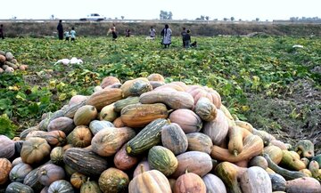 برداشت کدو از مزارع روستای دهقاید دشتستان