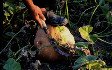 برداشت کدو از مزارع روستای دهقاید دشتستان