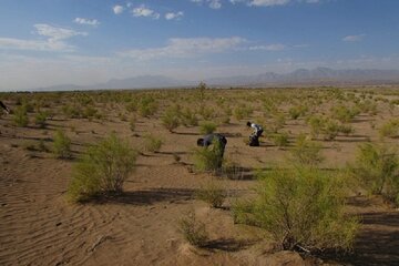 آغاز نهال‌کاری در ۲۴۰هکتار از کانون‌های بحرانی فرسایش بادی ریگان