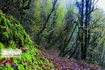 Colorful autumn in northern Iran