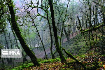 Colorful autumn in northern Iran