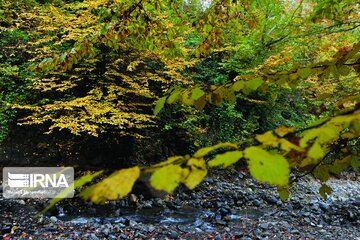 Colorful autumn in northern Iran