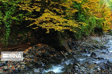 Colorful autumn in northern Iran