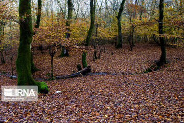 Colorful autumn in northern Iran