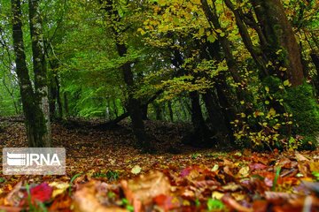 Colorful autumn in northern Iran