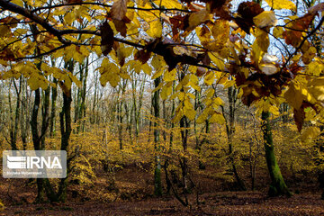 Colorful autumn in northern Iran