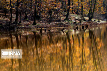 Colorful autumn in northern Iran