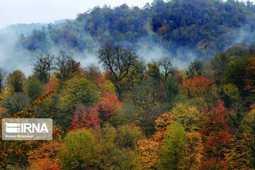 Colorful autumn in northern Iran