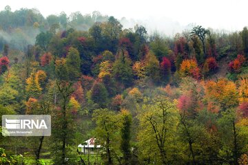 Colorful autumn in northern Iran