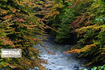 Colorful autumn in northern Iran