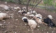 گرگ‌ها ۲۲ راس گوسفند را در بدره دریدند