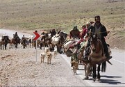 ۵۲۰ خانوار عشایر کوچرو ایوان در مناطق قشلاقی اتراق کردند