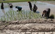 فعالیت مشروط کشاورزان مازندران در کوران کرونا 