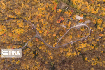 Autumn in Iran's Hyrcanian forests