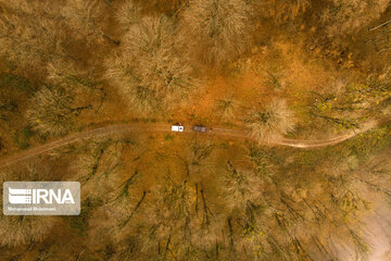 Autumn in Iran's Hyrcanian forests