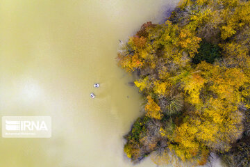 Autumn in Iran's Hyrcanian forests