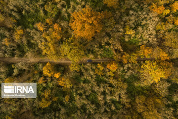 Autumn in Iran's Hyrcanian forests