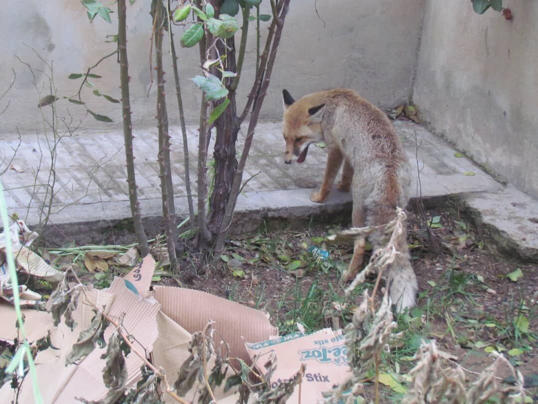 رییس اداره حفاظت محیط زیست: یک قلاده روباه در کرج زنده گیری شد