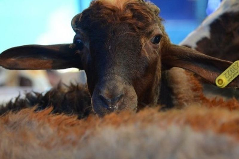 490 هزار راس دام در همدان پلاک کوبی شدند