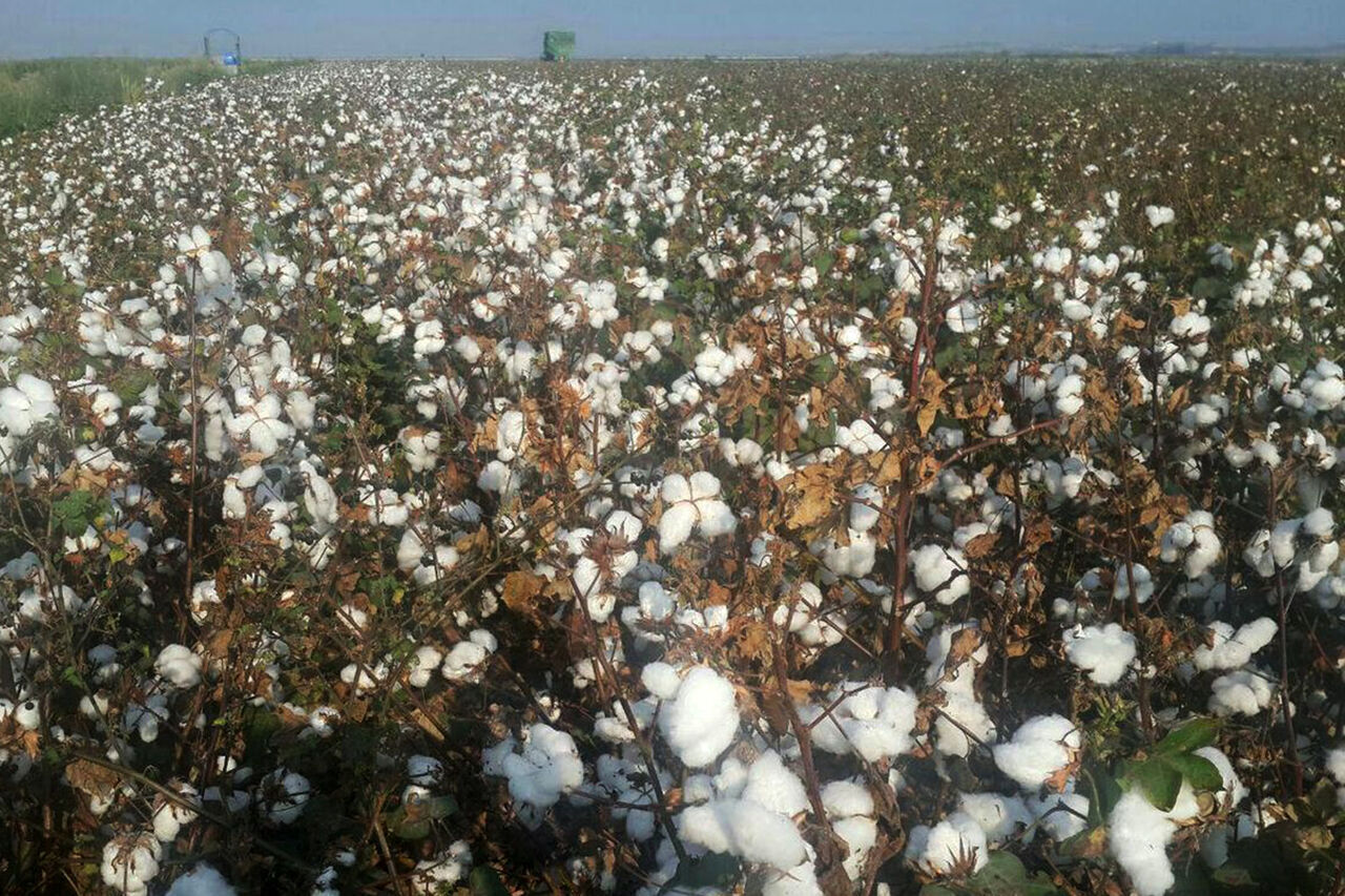 Sabzevar cotton production doubles