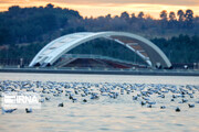 Tehran's Chitgar Lake winter season habitat for migratory birds