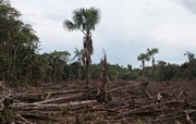 افزایش هشداردهنده روند جنگل‌زدایی در آمازون