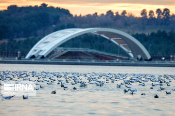 Tehran's Chitgar Lake migratory birds