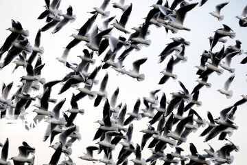 Tehran's Chitgar Lake migratory birds