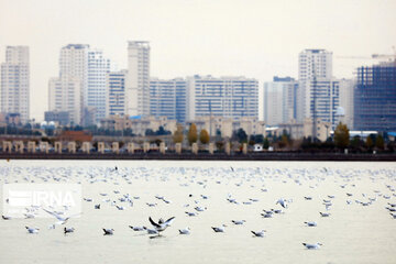 Tehran's Chitgar Lake migratory birds