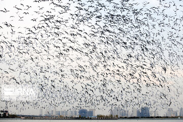 Tehran's Chitgar Lake migratory birds