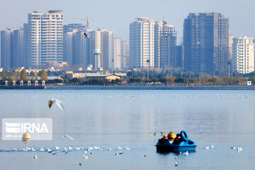 Tehran's Chitgar Lake migratory birds