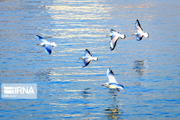 Tehran's Chitgar Lake migratory birds