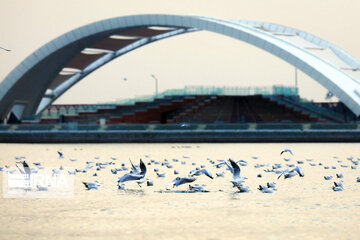 Tehran's Chitgar Lake migratory birds