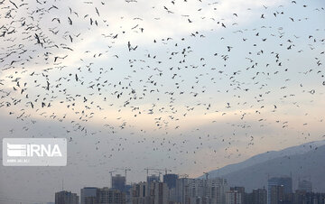 Tehran's Chitgar Lake migratory birds