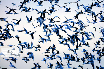 Tehran's Chitgar Lake migratory birds