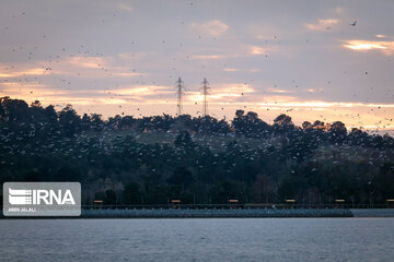 Tehran's Chitgar Lake migratory birds