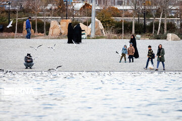 Tehran's Chitgar Lake migratory birds