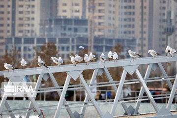 Tehran's Chitgar Lake migratory birds