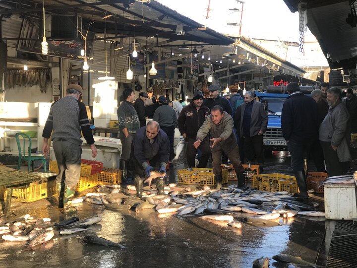 صید ماهیان استخوانی در دریای مازندران افزایش یافت