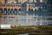 Migratory birds select Zayandeh Rud as resort for winter season