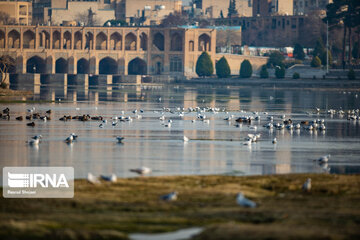 Guests of Zayanderud River in central Iran