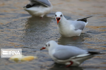 Guests of Zayanderud River in central Iran