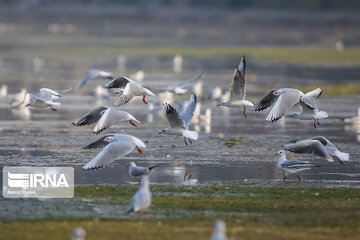 Guests of Zayanderud River in central Iran