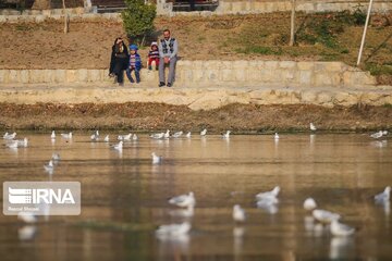 Guests of Zayanderud River in central Iran