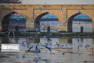 Guests of Zayanderud River in central Iran