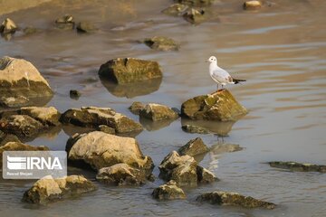 Guests of Zayanderud River in central Iran