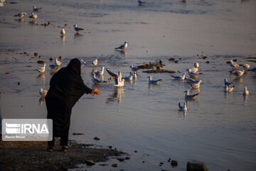 Guests of Zayanderud River in central Iran