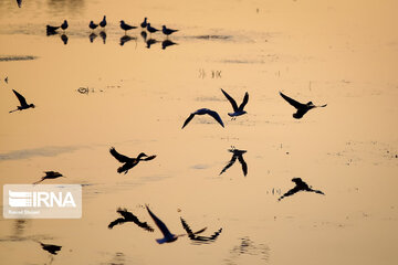 Guests of Zayanderud River in central Iran